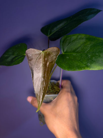 Anthurium portillae ‘NSE’ × ‘Indo portillae’