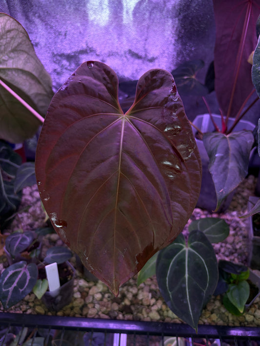 Anthurium BVEP OG1 × RA1