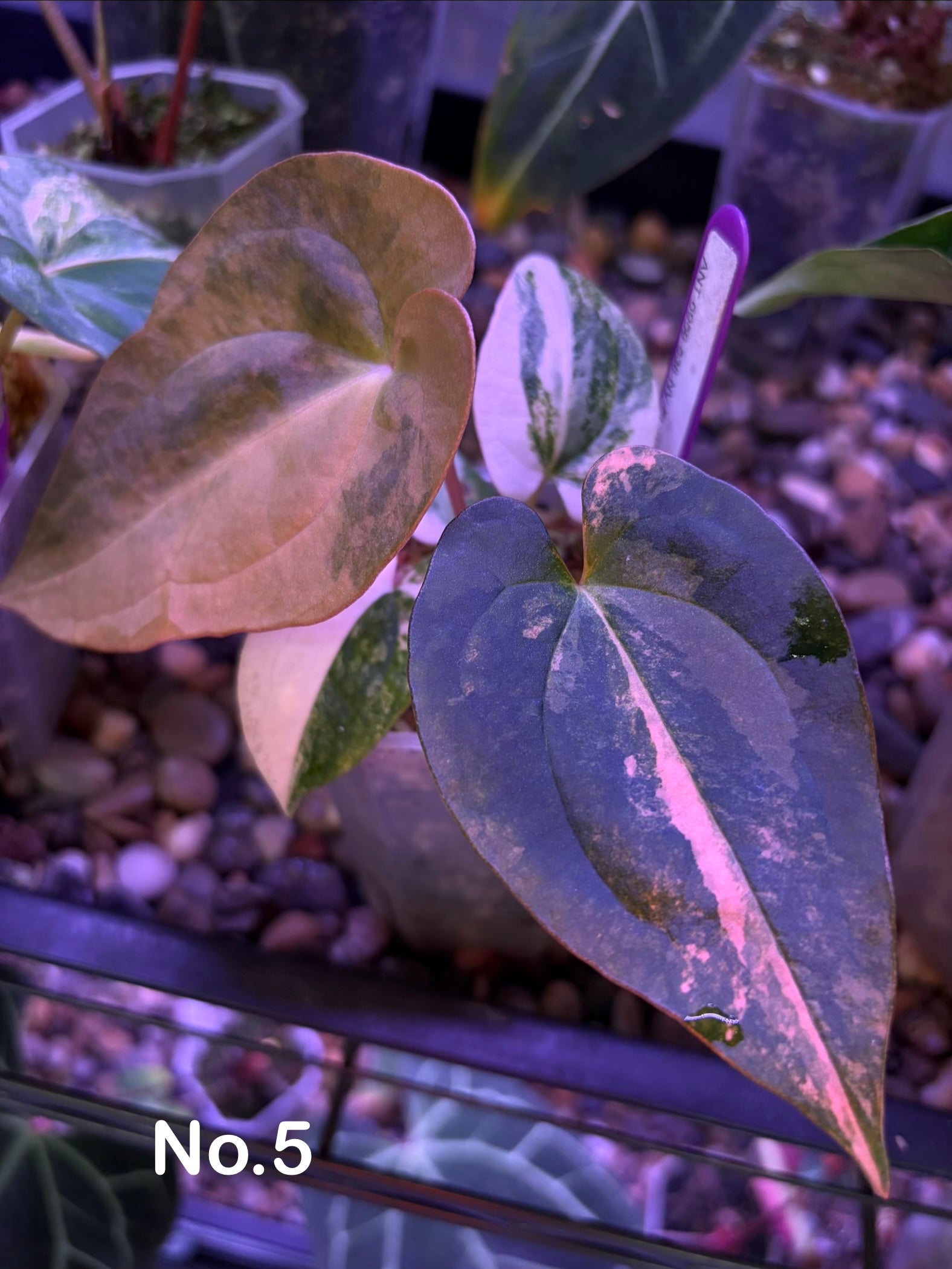 Anthurium papillilaminum var. × 'BVEP' [Tezula] – Secret Foliage