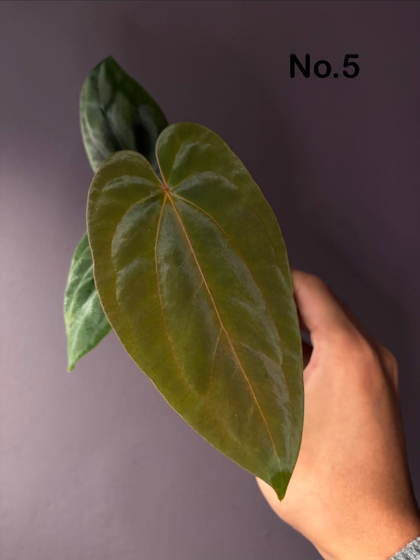 Anthurium Antolakii/BVEP (Round × Felix) × Papi (RL × FS)