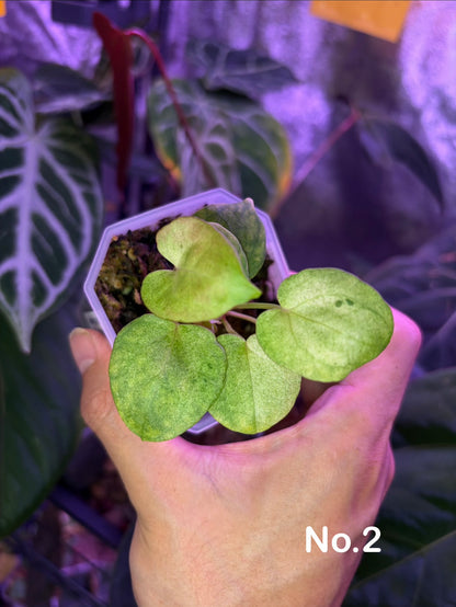Anthurium papillilaminum ‘Dark’ × ‘Fort Sherman’ mint variegata