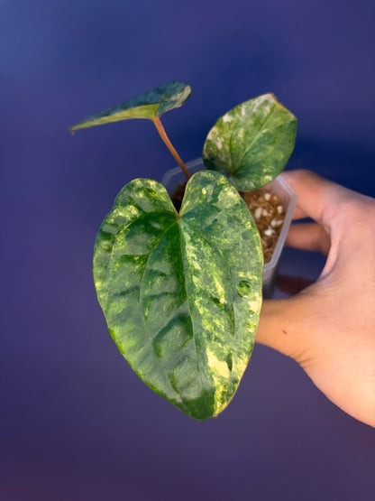 Anthurium papillilaminum var. × luxurians