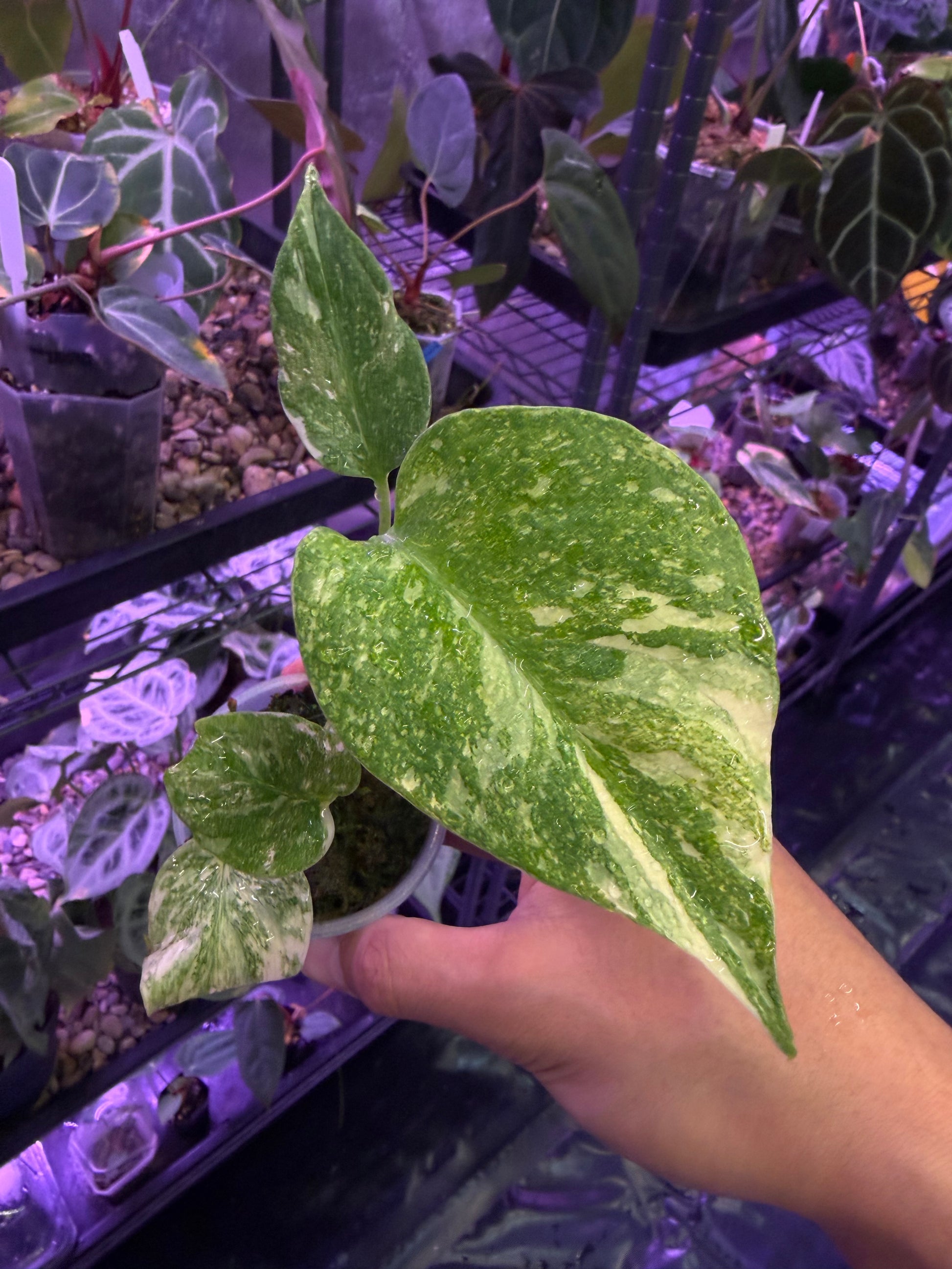 Monstera deliciosa 'Legacy' – Secret Foliage