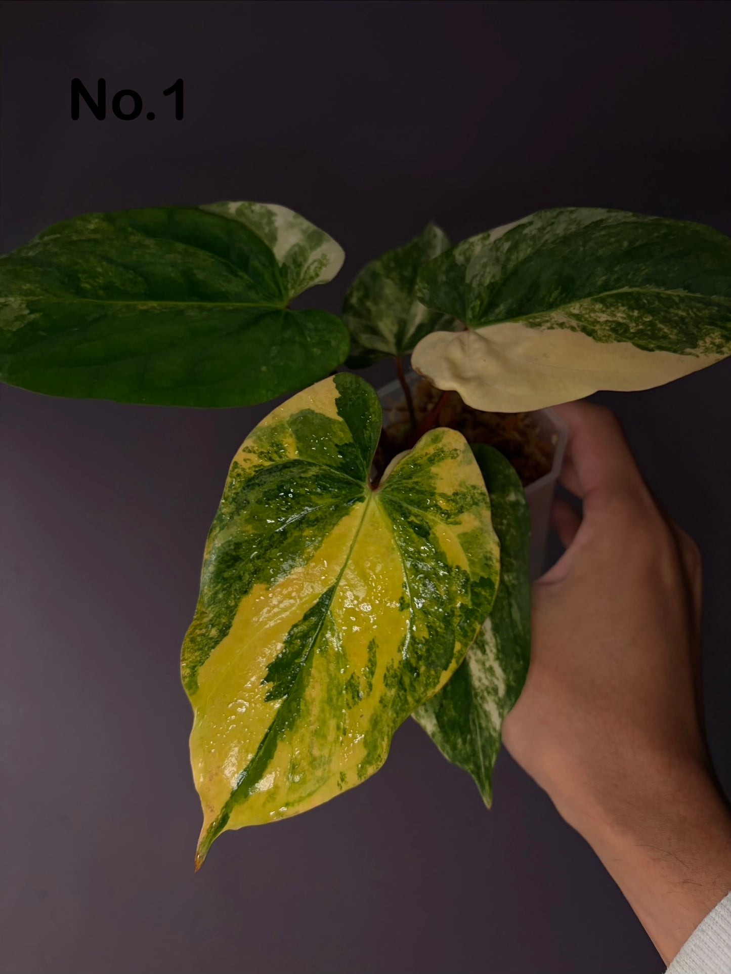 Anthurium papillilaminum var. × ‘BVEP’ [Tezula]