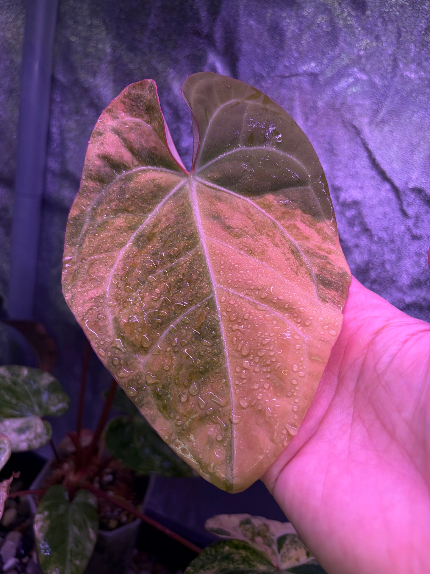 Anthurium papilliaminum variegata
