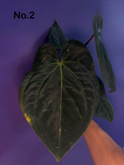 Anthurium Eastern Dressleri × Carlablackiae