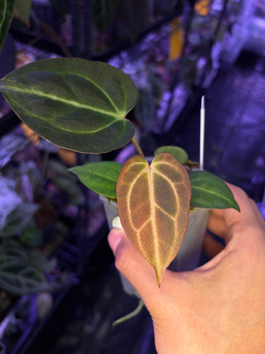 Carlablackiae TS3 x (Black widow x Red velvet cake)