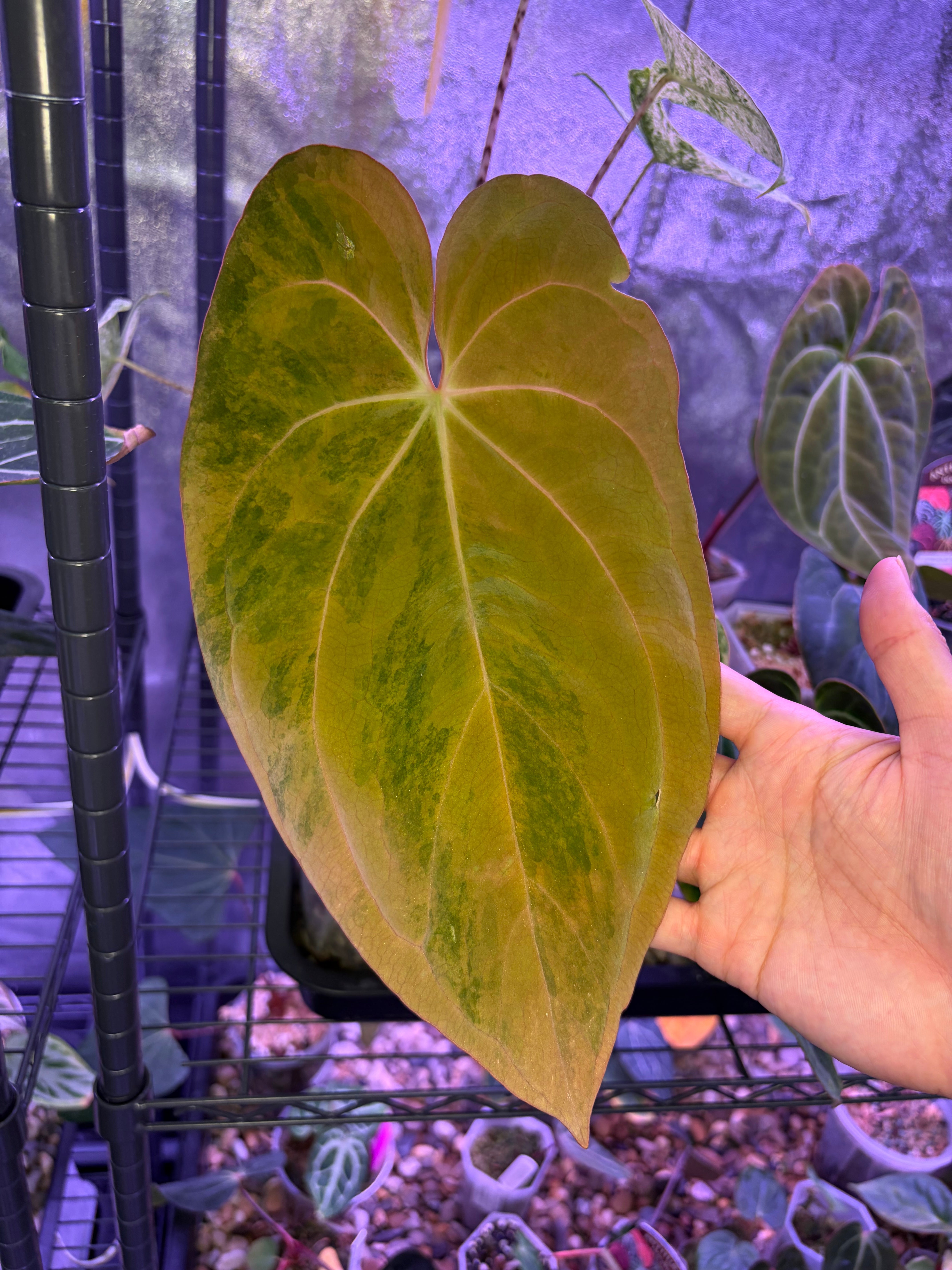 Anthurium BVEP variegata – Secret Foliage