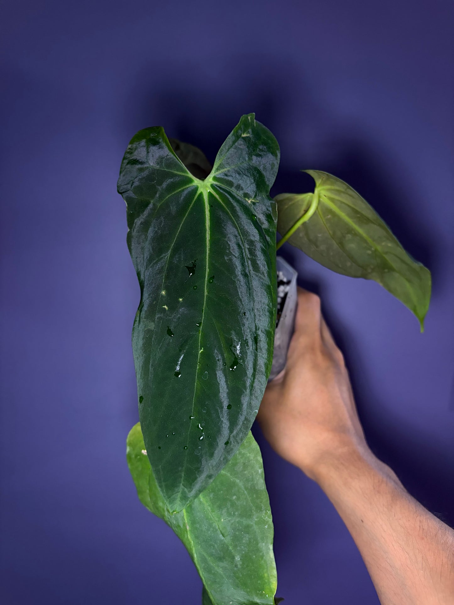 Anthurium Papillilaminum (‘Daniel’ × ‘Marie’)