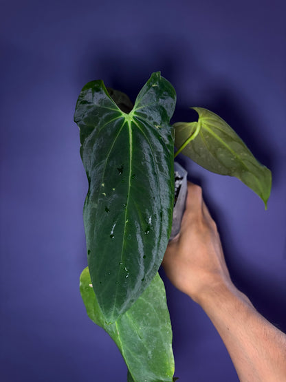 Anthurium Papillilaminum (‘Daniel’ × ‘Marie’)