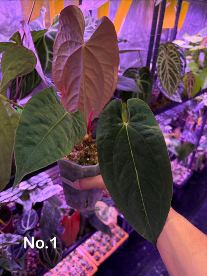 Anthurium Eastern Dressleri × (Papillilaminum FS × RL)