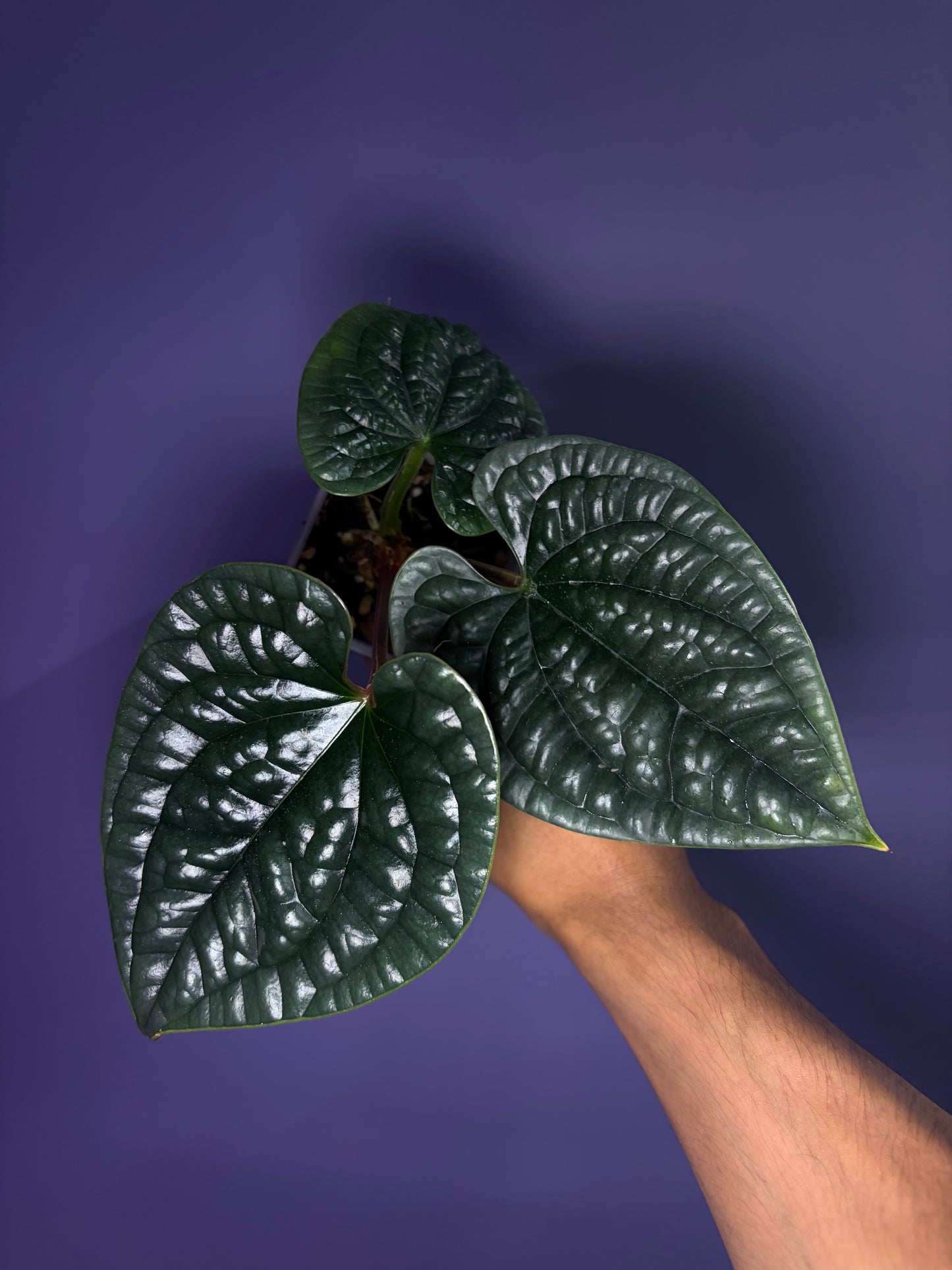 Anthurium luxurians