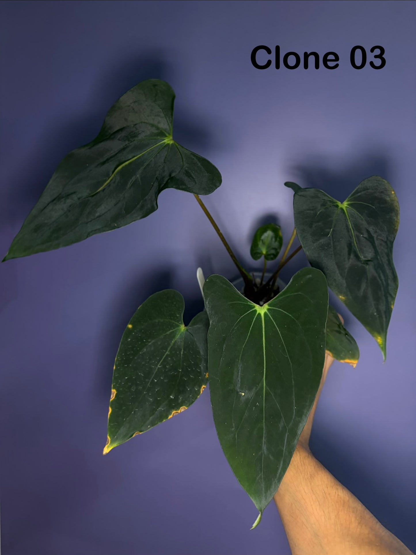 Anthurium papillilaminum ‘Vanderbilt’ - clone