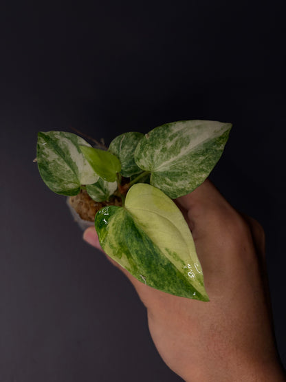 Anthurium papillilaminum var. × ‘Midnight velvet ’