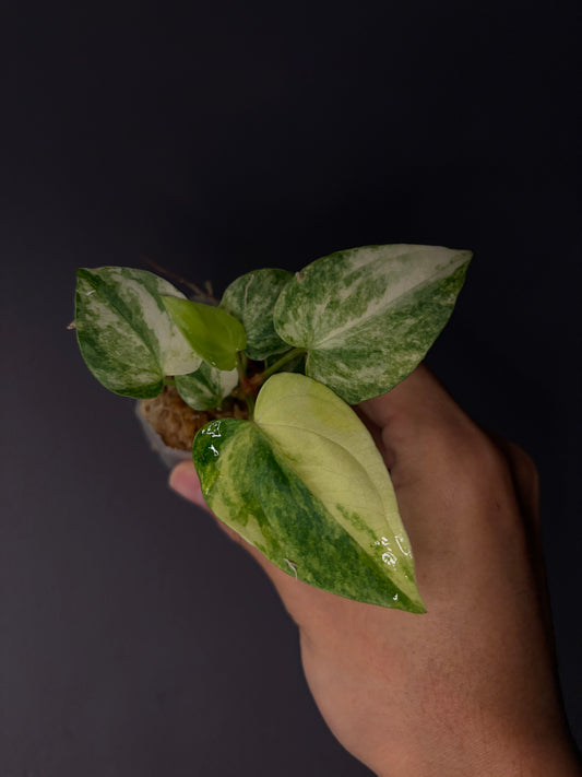 Anthurium papillilaminum var. × ‘Midnight velvet ’