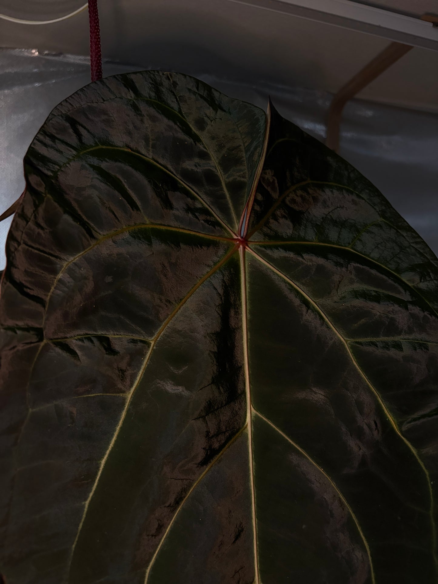 Anthurium Zara ‘29’ × Red Velvet Cake ‘24’