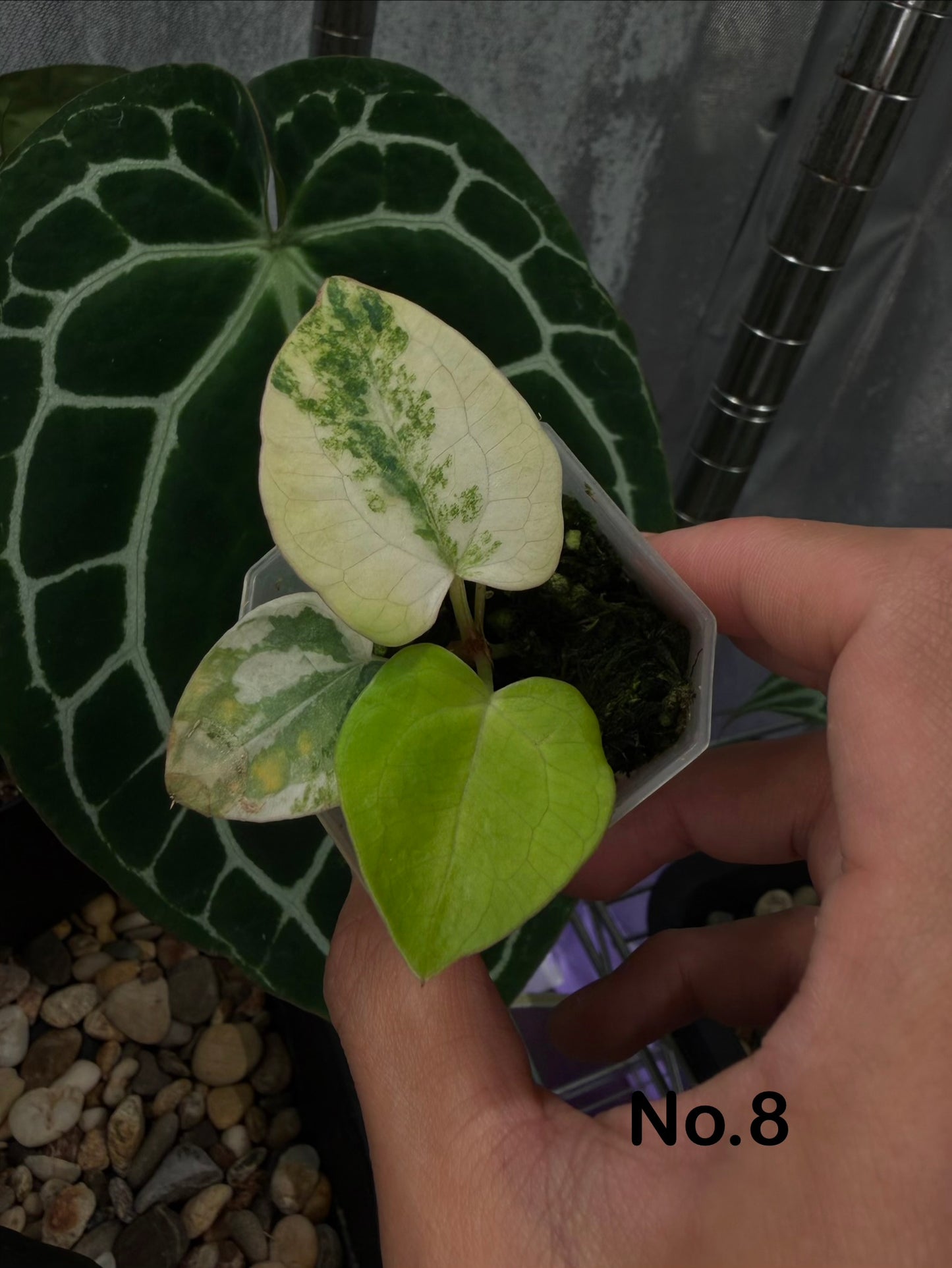 Anthurium papillilaminum var. × ‘Red Crystallinum’ [Tezula]