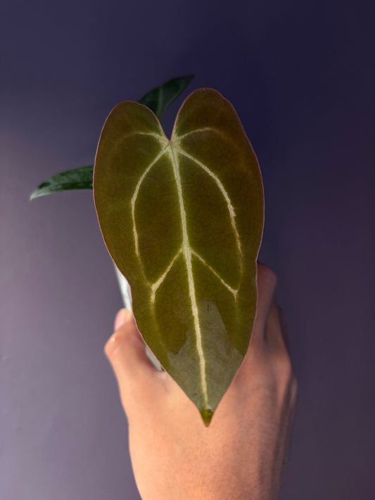 Anthurium Forgetii × Carlablackiae