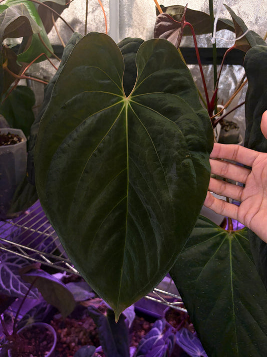 Anthurium BVEP OG1 × RA1