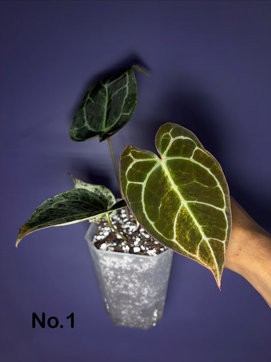 Anthurium Crystallinum ‘Platinum’ variegata