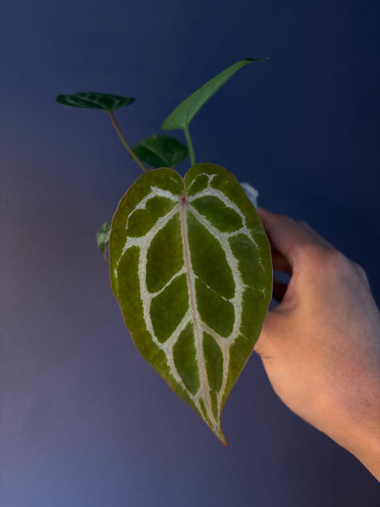 Anthurium ‘Chocolate’ crystallinum × Red crystallinum