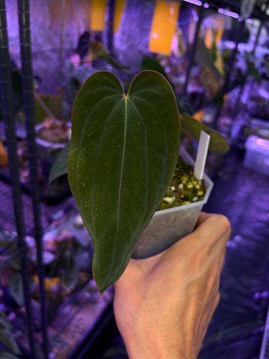 Anthurium BVEP (OG2 × OG1) - clone
