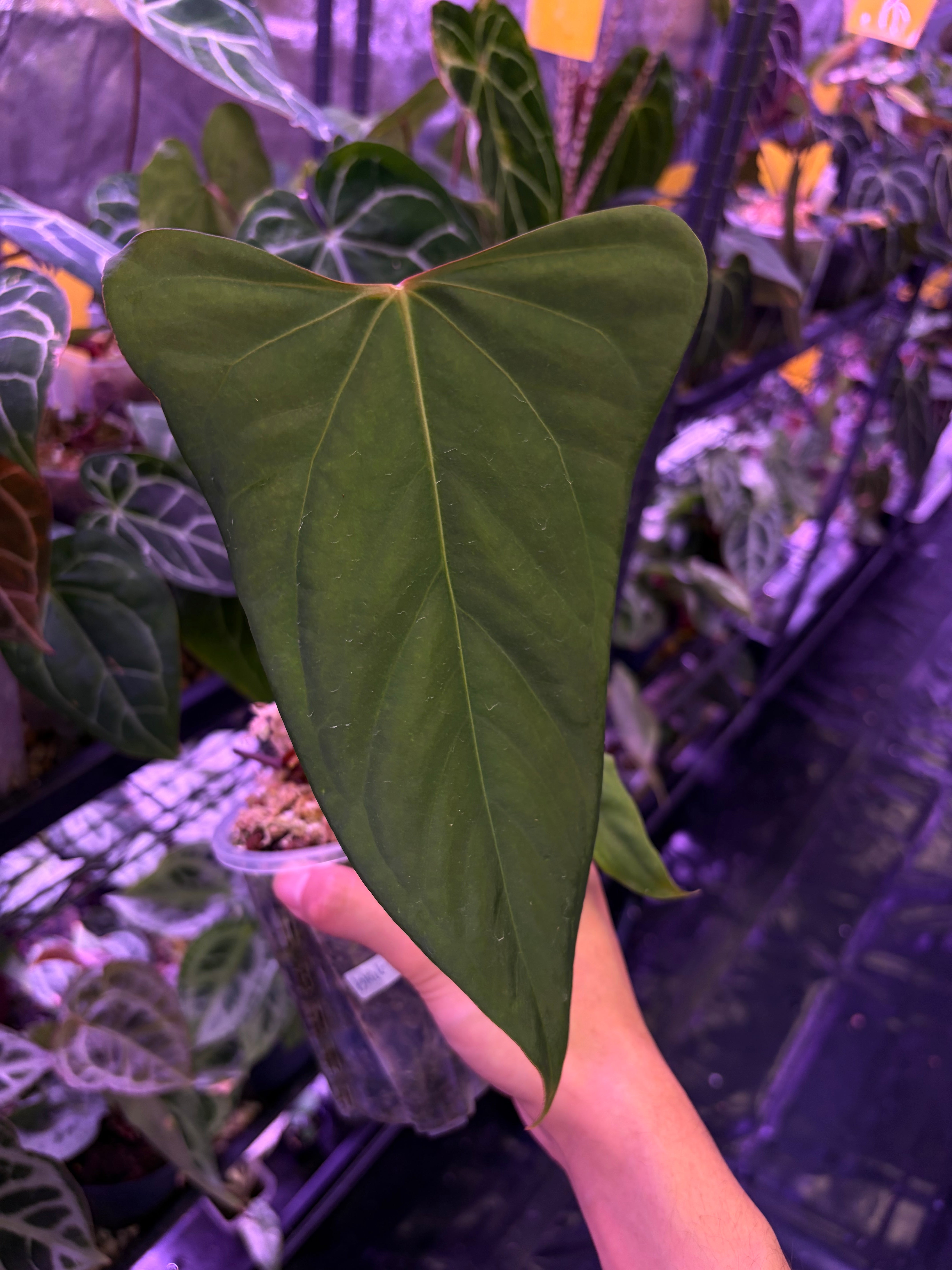 Anthurium 'Black Sweet' SF1 – Secret Foliage
