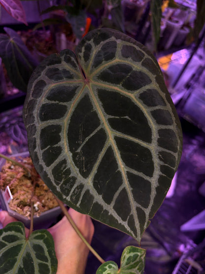 DocBlock Crystallinum® '8' x Red Crystal® '12