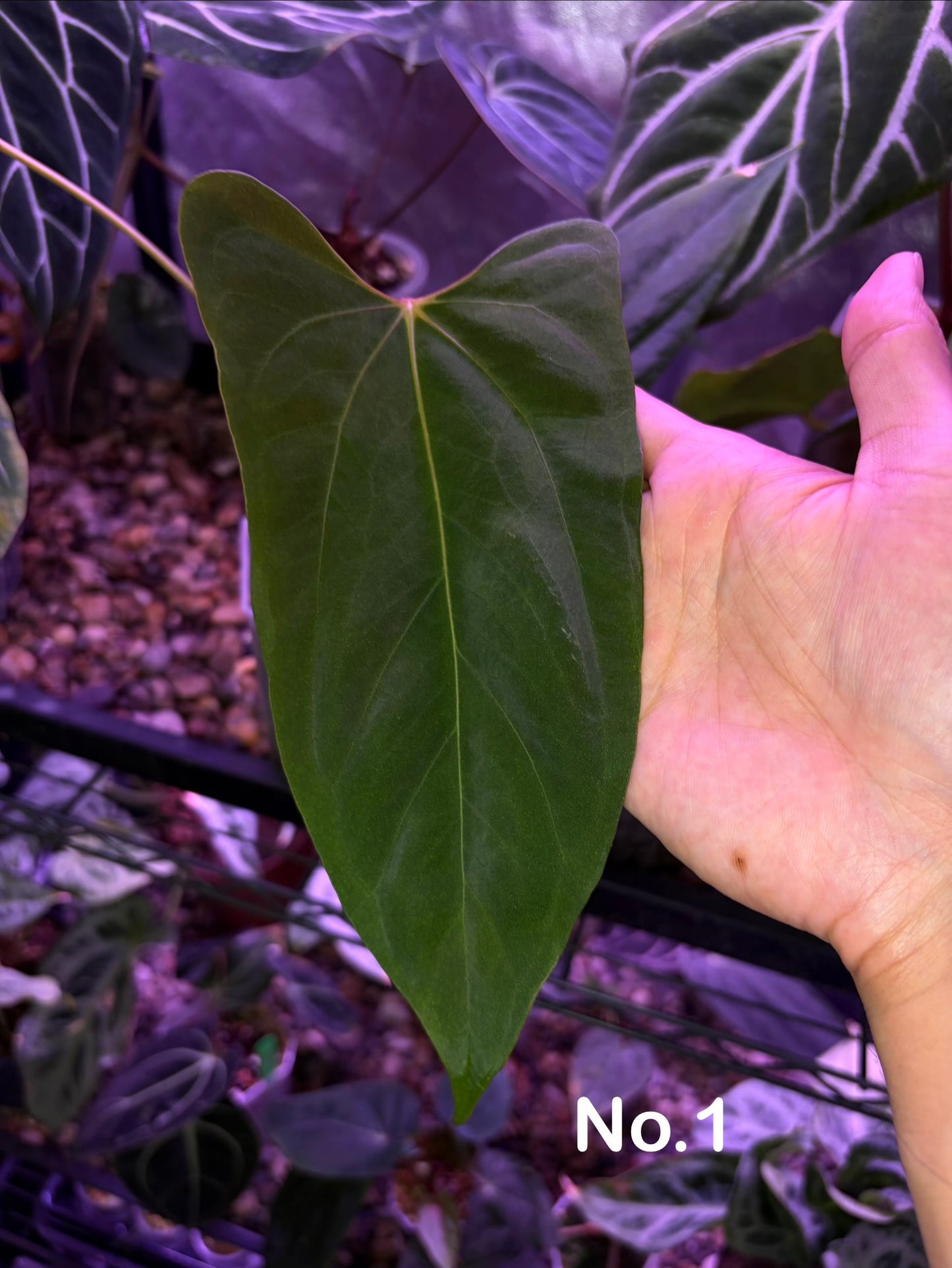 Anthurium ‘Black Sweet’ × papillilaminum ‘Fort Sherman’ (selected)