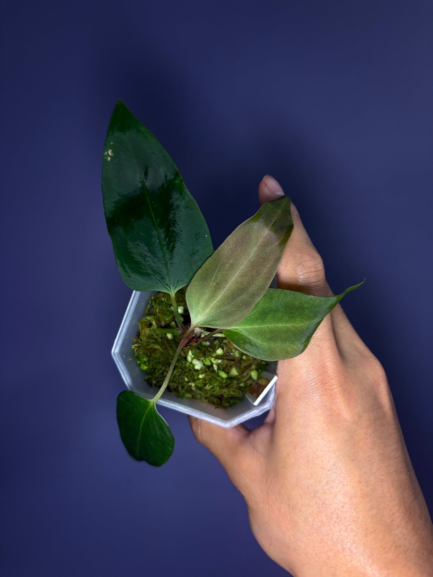 Anthurium portillae ‘Dorito’ S1