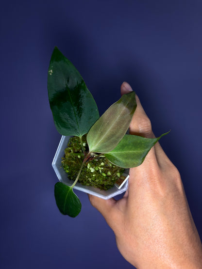 Anthurium portillae ‘Dorito’ S1