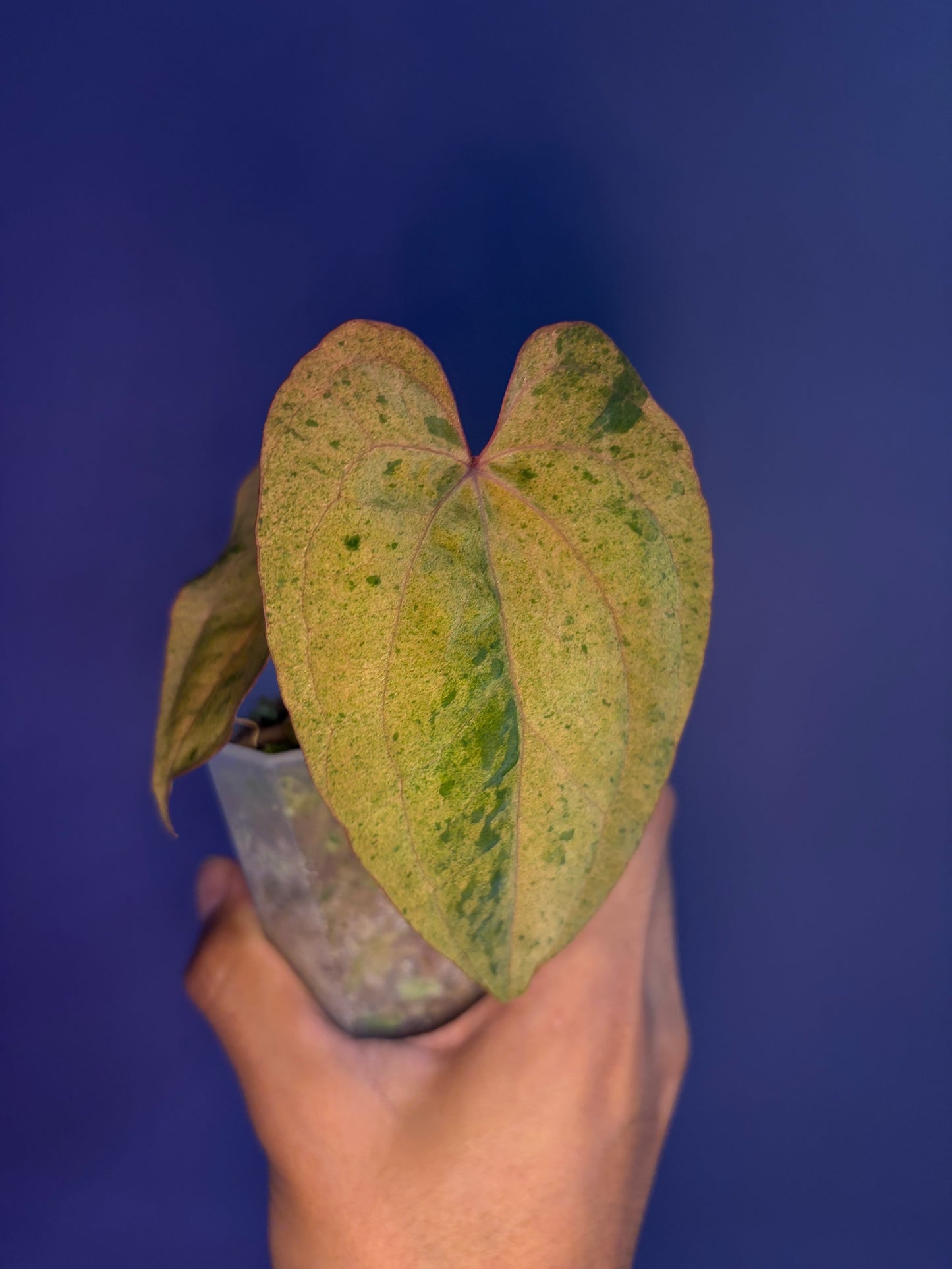Anthurium Papillilaminum ‘Hulk Naomi’ × RVDP mint variegata - clone