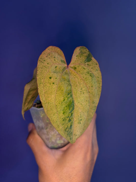 Anthurium Papillilaminum ‘Hulk Naomi’ × RVDP mint variegata - clone