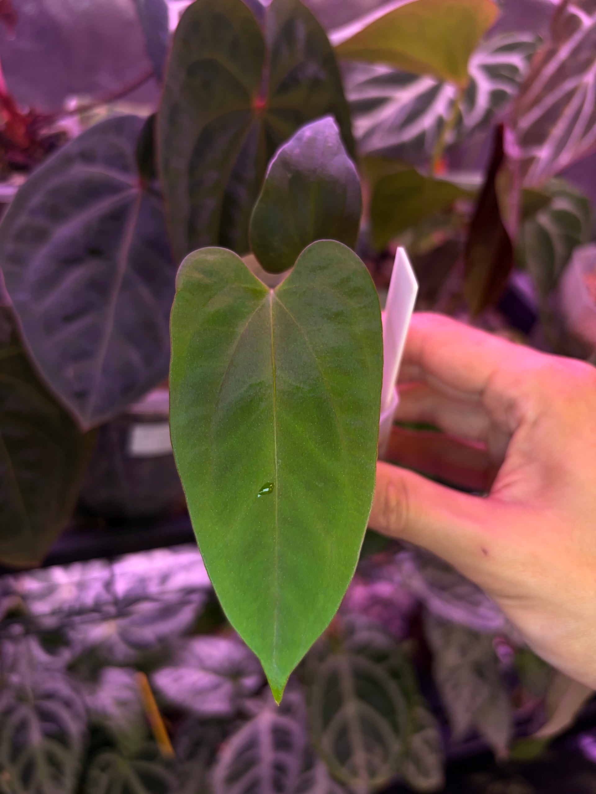 anthurium marie plant Anthurium papillilaminum 'Marie'