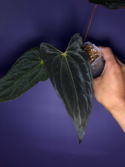Anthurium Papillilaminum (‘X-one’ × ‘Hulk Naomi’)