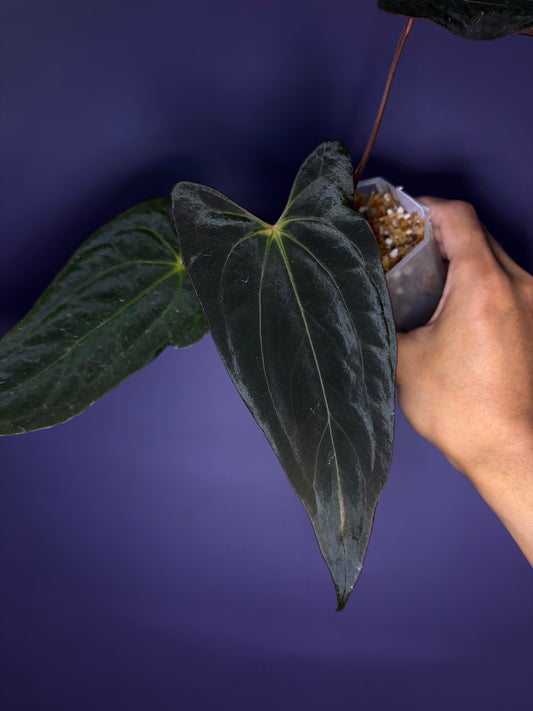 Anthurium Papillilaminum (‘X-one’ × ‘Hulk Naomi’)