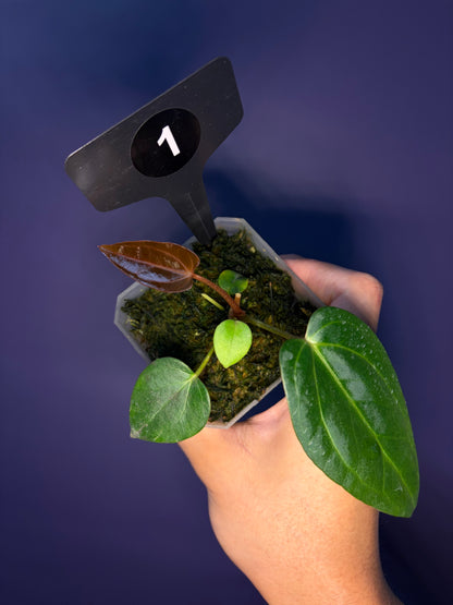 Anthurium carlablackiae × ‘Indo Portillae’