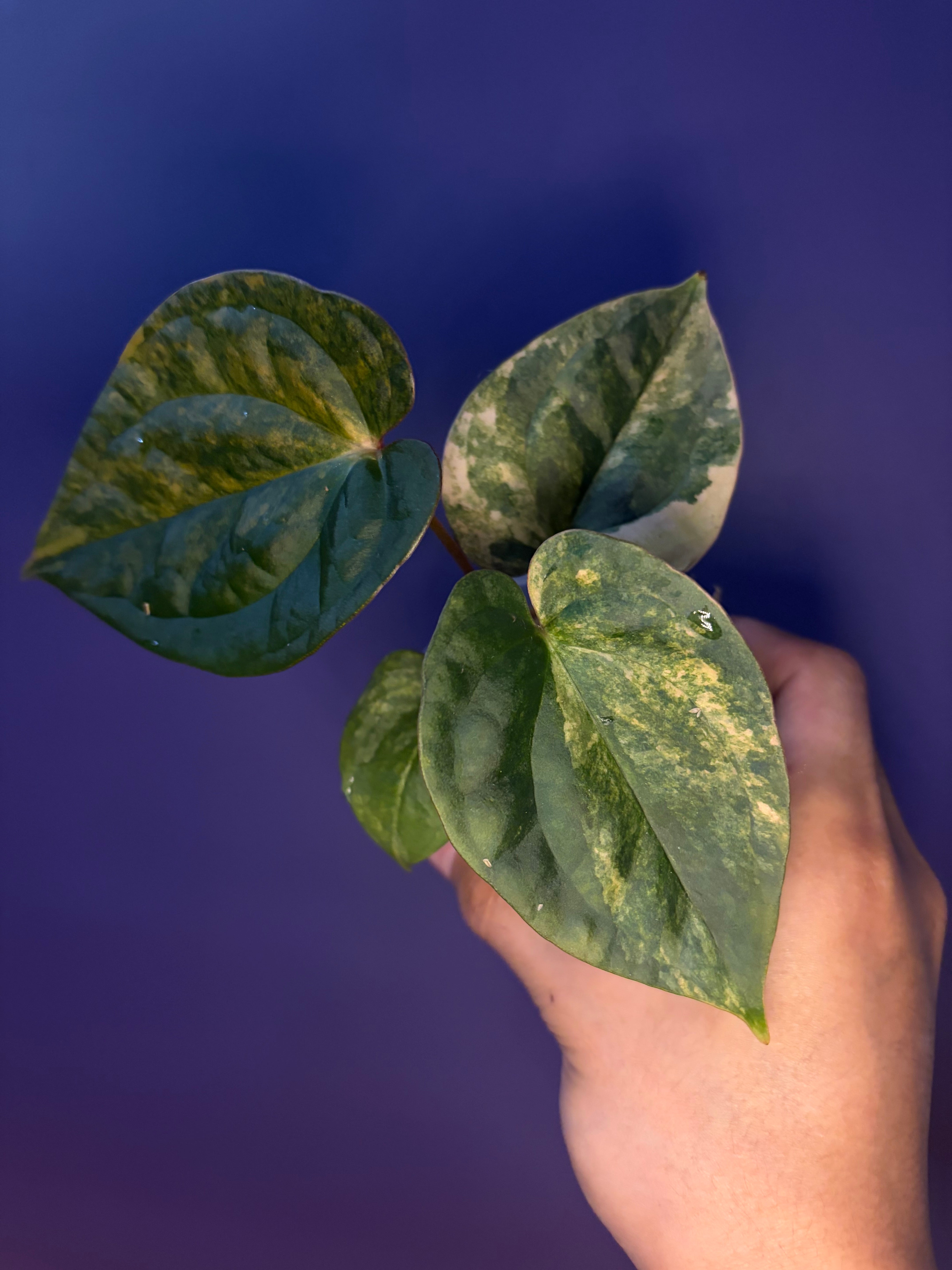 Anthurium papillilaminum var. × luxurians – Secret Foliage