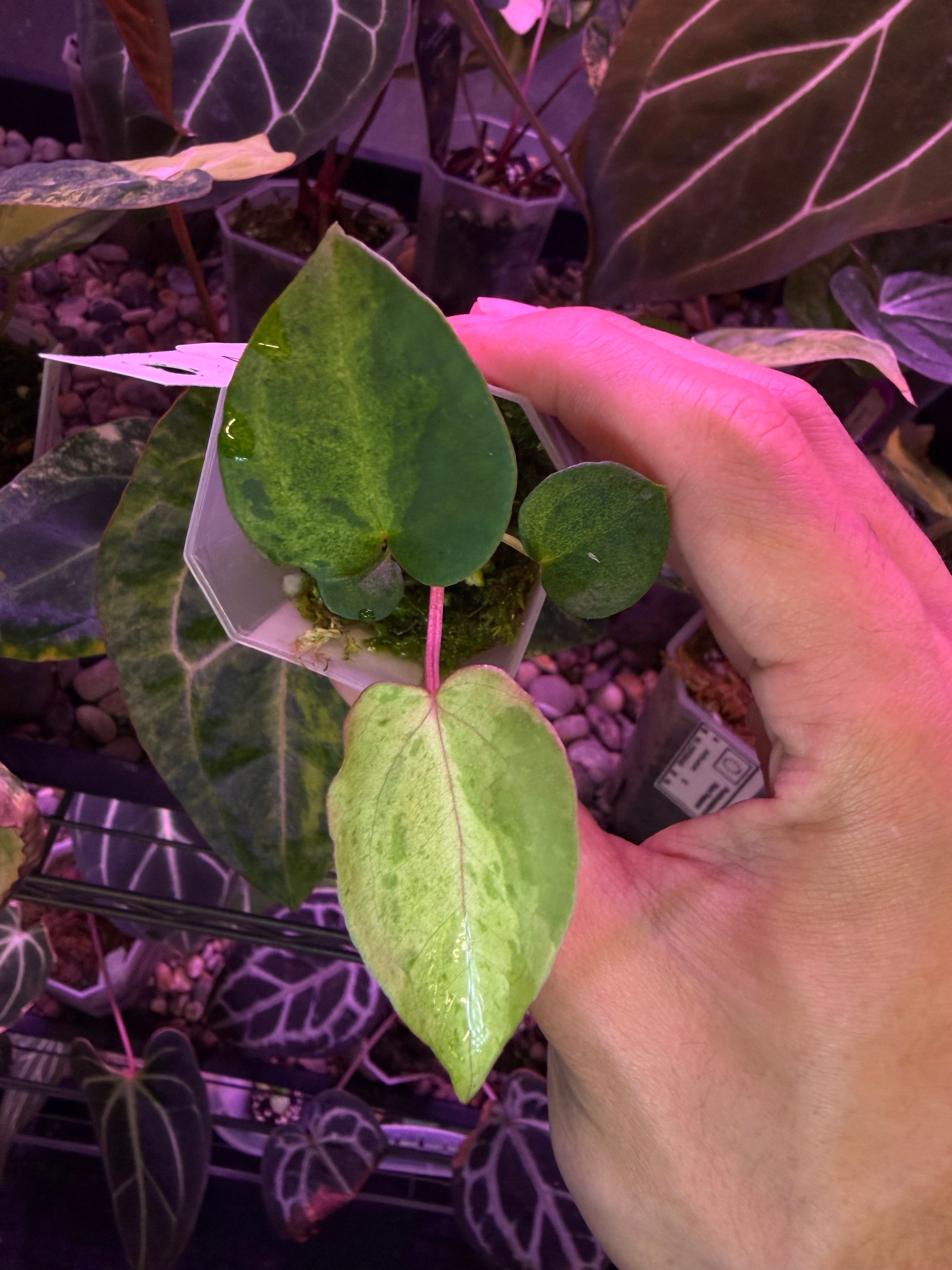 Variegata – Secret Foliage