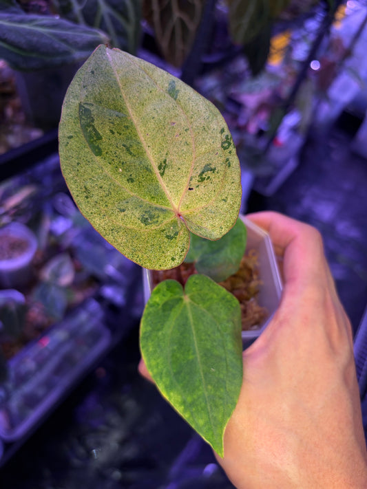 Anthurium (‘Zara’ × ‘Michelle’) × dressleri RG variegata