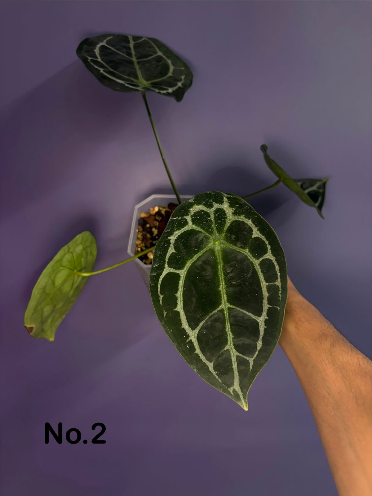 Anthurium crystal shield