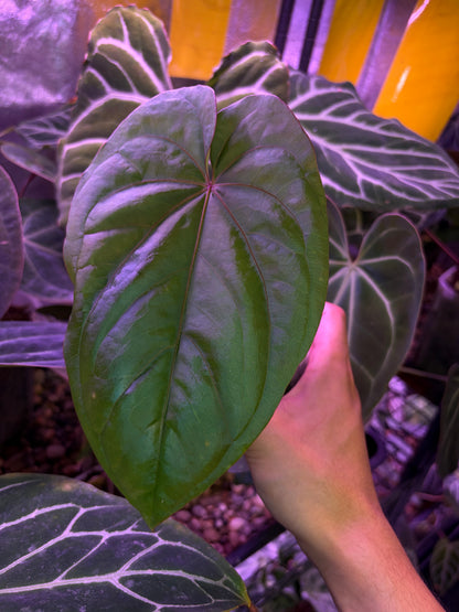 Anthurium ‘Circus peanuts’ - clone