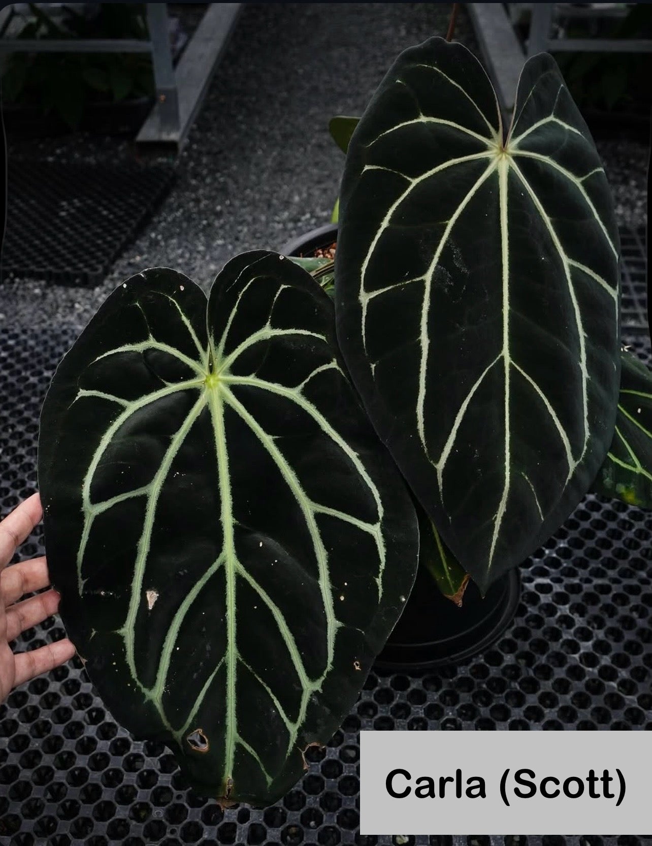 Anthurium carlablackiae [Scott × TS3]