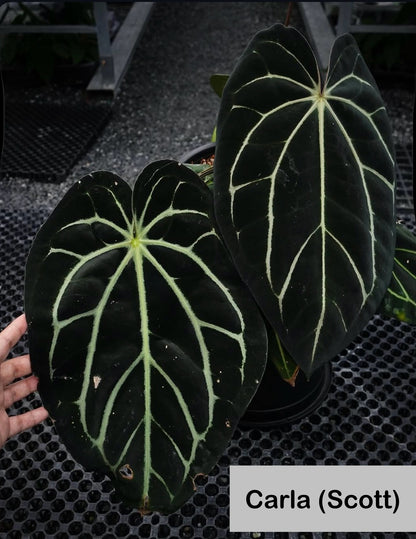 Anthurium carlablackiae [Scott × TS3]