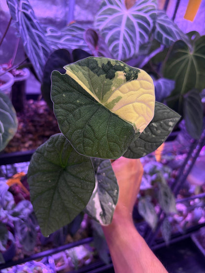 Alocasia Melo variegata
