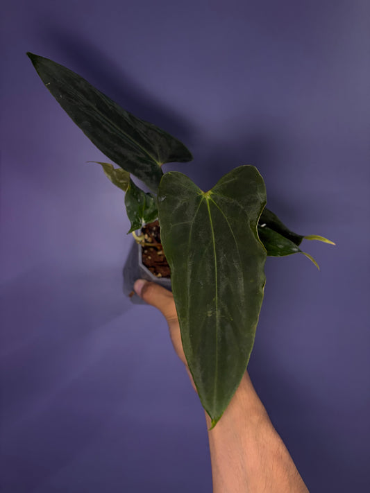 Anthurium BVEP (OG1 × RA1)