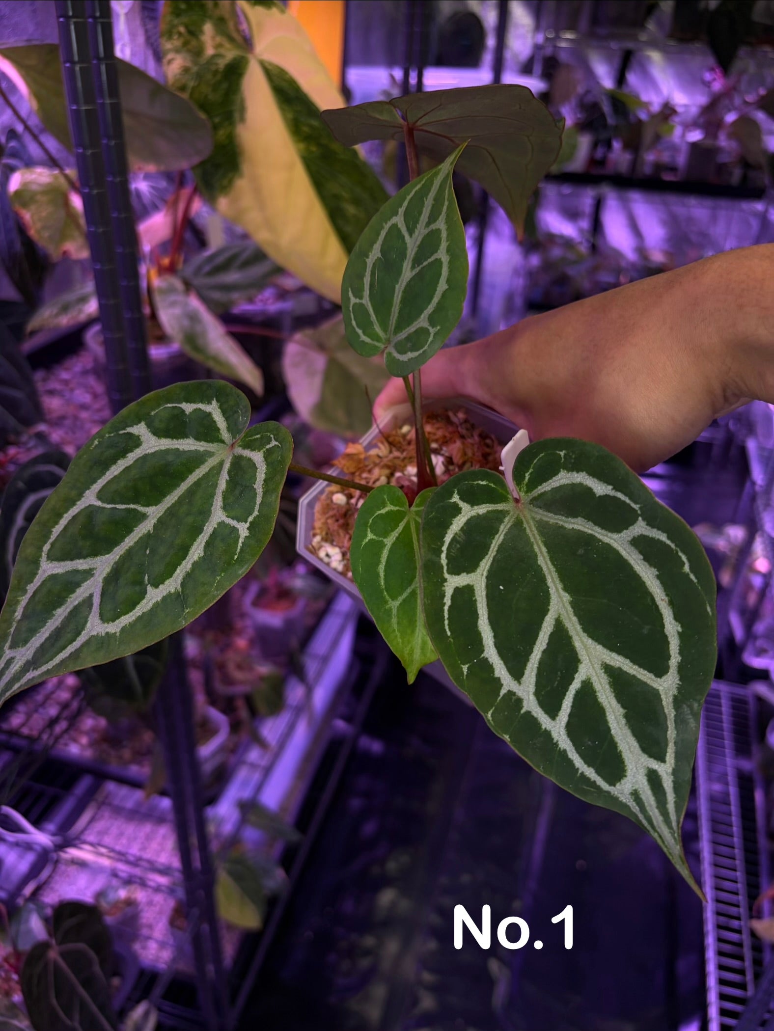Anthurium 'Chocolate' crystallinum × Red crystallinum – Secret Foliage