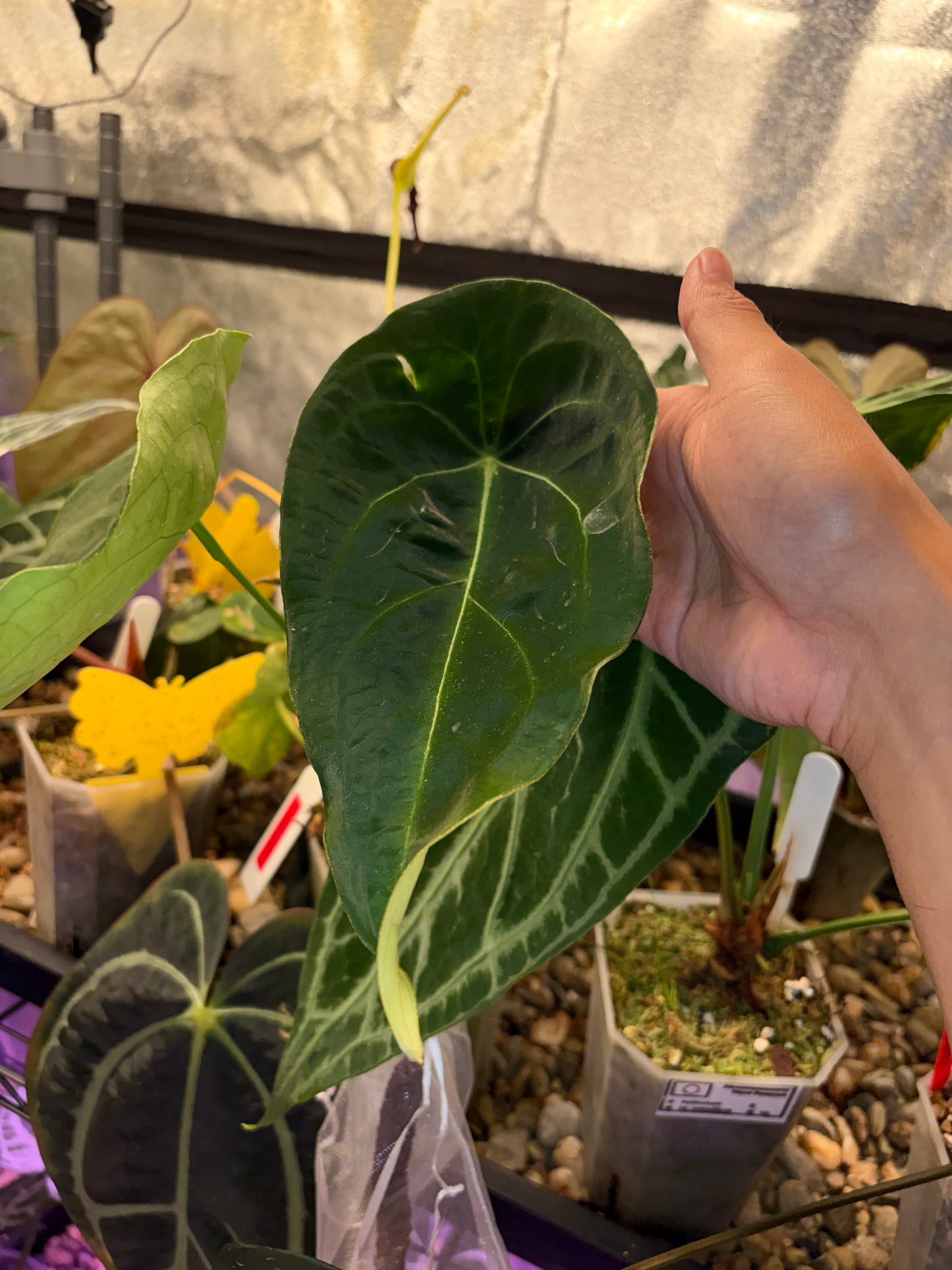 Anthurium forgetii