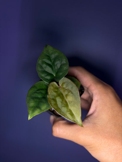 Anthurium luxurians × papillilaminum ‘Ralph Lynam’ S1