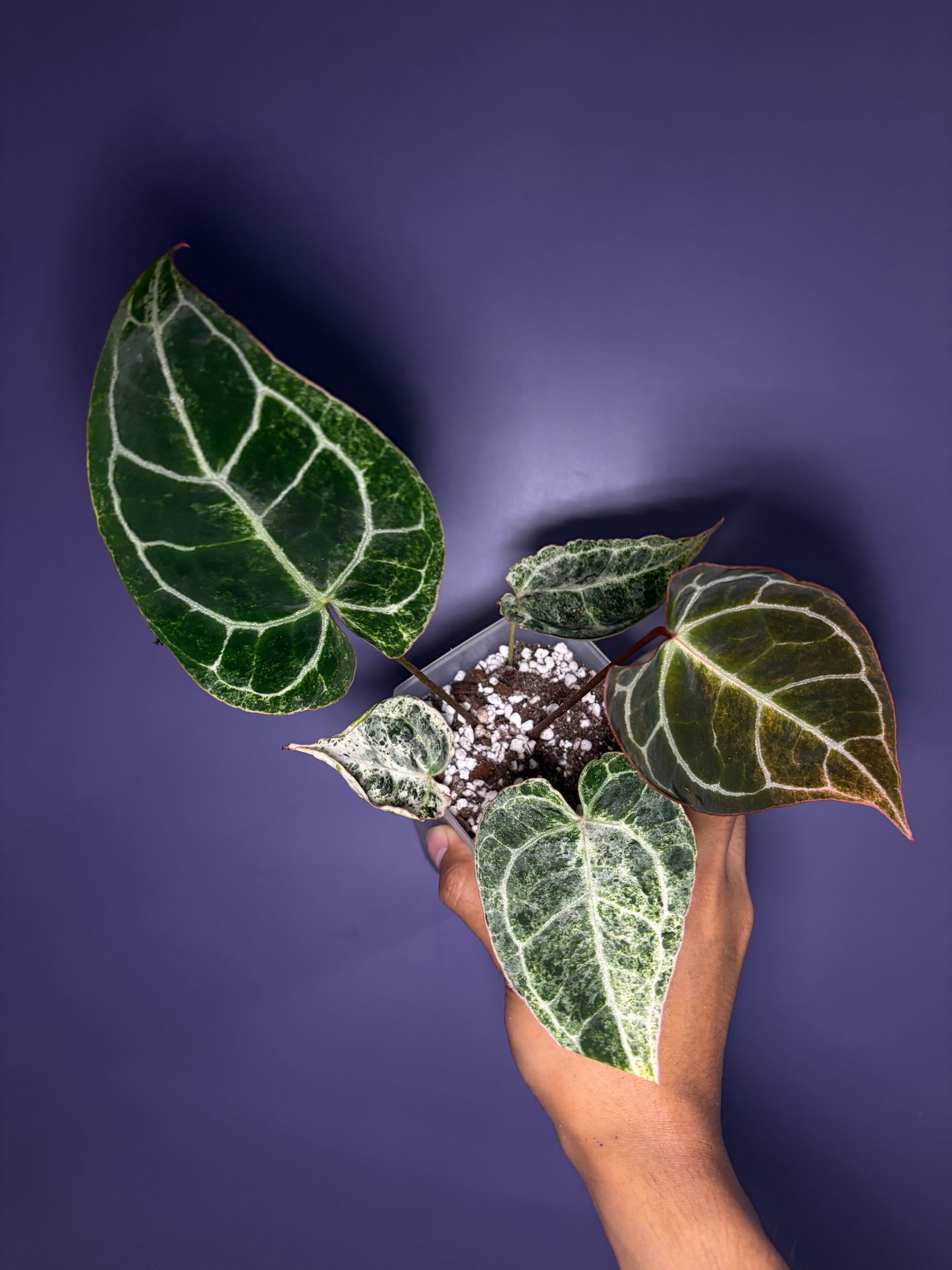 Anthurium Crystallinum ‘Platinum’ variegata